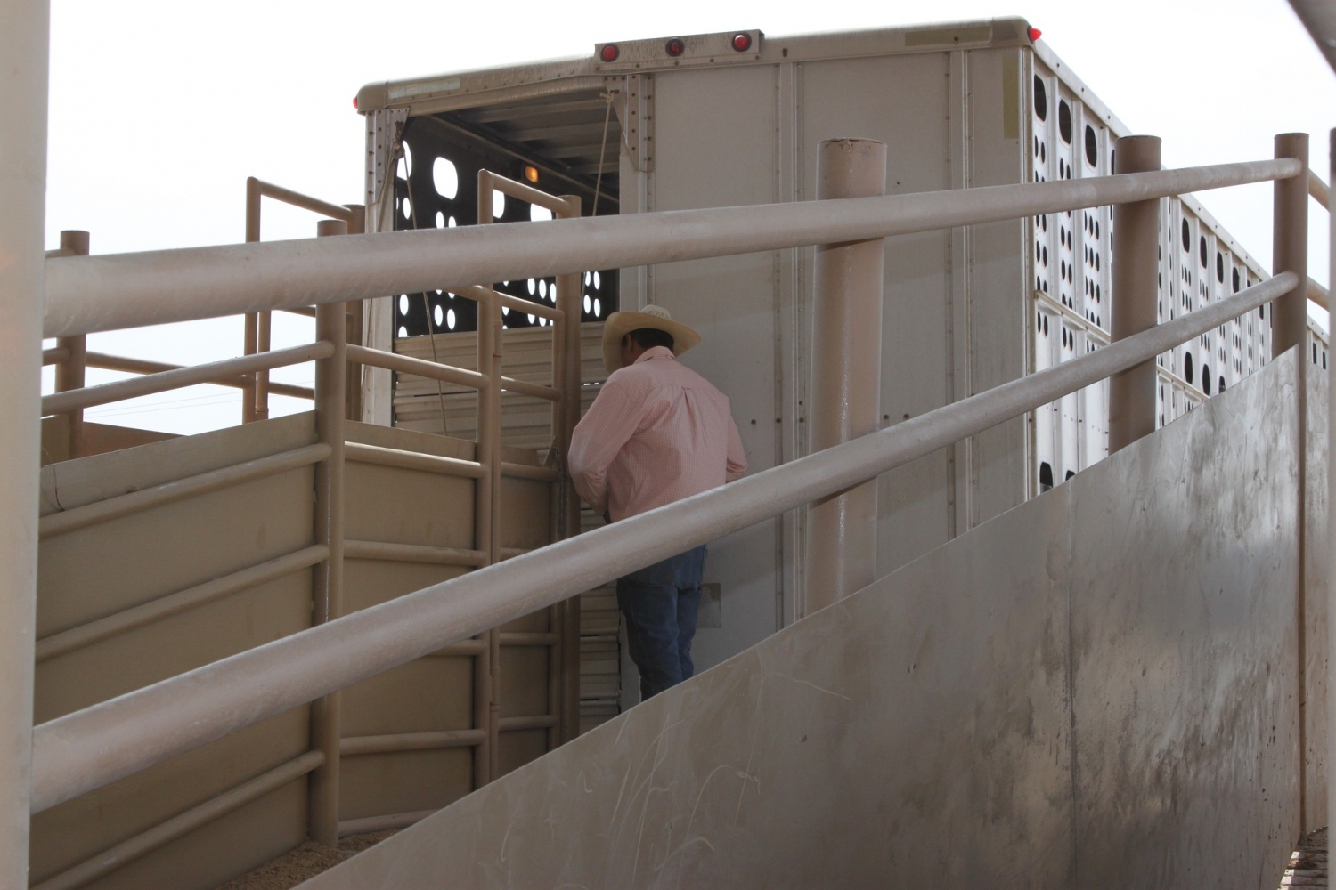 cattle hauling jobs